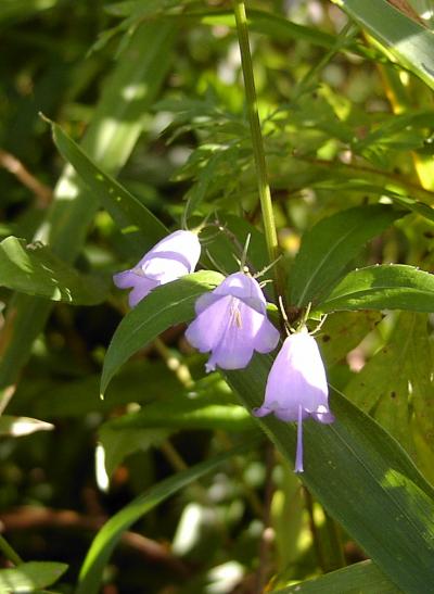 伊吹山・秋の花