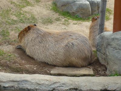 北海道ツアー添乗員付き　一人参加?　旭山動物園完結編