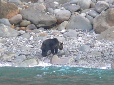 知床でヒグマに遭遇の巻