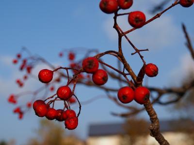 紅葉の東北を尋ねてー?　安比高原早朝散歩