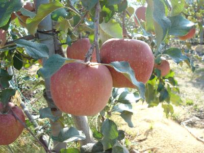 長野県安曇野へリンゴをもとめて