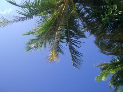 2008 リゾートでまったり ムーンビーチ～美ら海水族館へ