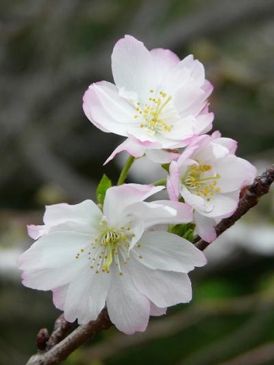 10月の桜探し（花見川千本桜緑地編）