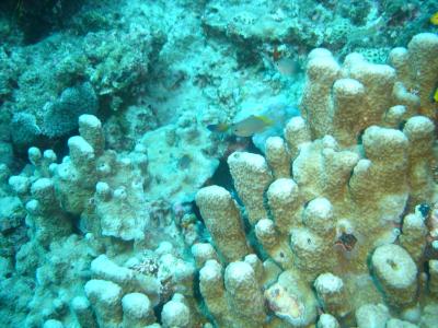 沖縄本島でのダイビング