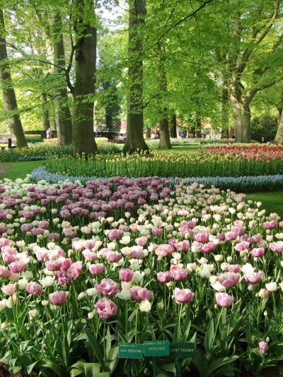 ♪花のオランダ・ベルギー2ヶ国周遊6日間-その1～キューケンホフ公園(2)