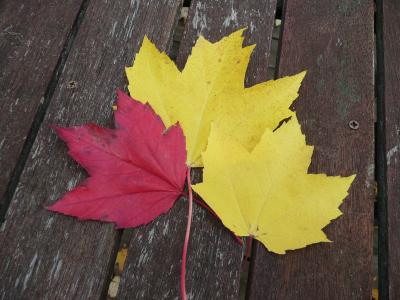 “ 紅葉の「みちのく」ぐる～りの旅　その２；山形～秋田”