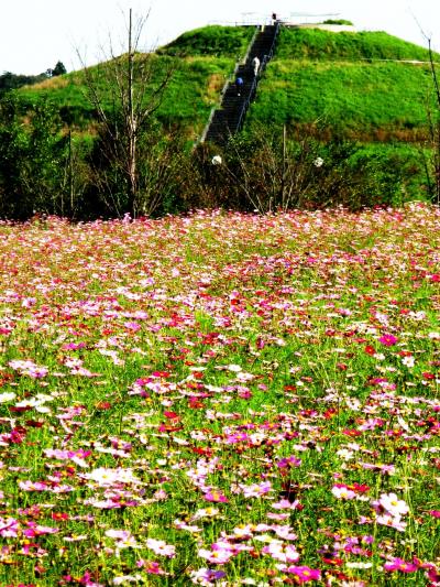 北総・コスモスの丘は花盛り　☆千葉ニュータウンに咲いた連帯の和で