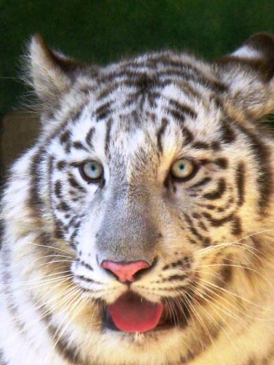 白虎(ホワイトタイガー)降臨に立会い ☆東武動物公園の人気者たち