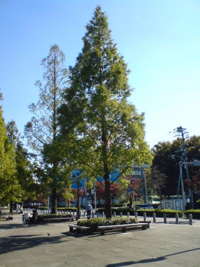 浮間公園　メタセコイア