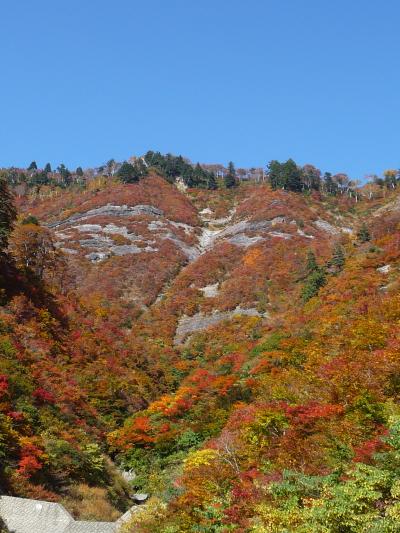 白山スーパー林道◆紅葉狩りドライブ【その４；スーパー林道の素晴らしい紅葉】