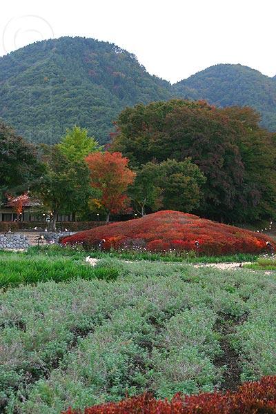 河口湖紅葉まつり