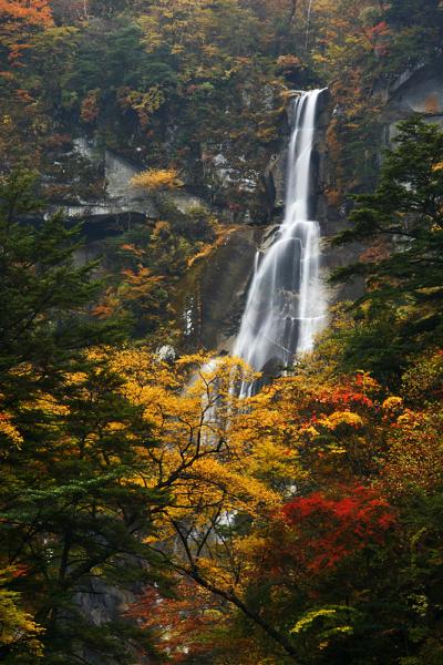 『日本の滝百選』　紅葉の精進ヶ滝（しょうじがたき）/（北精進ヶ滝）　　赤と黄の絶景　　/　山梨県北杜市