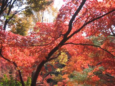 紅葉のころの京都　東福寺　人、人、人と紅葉