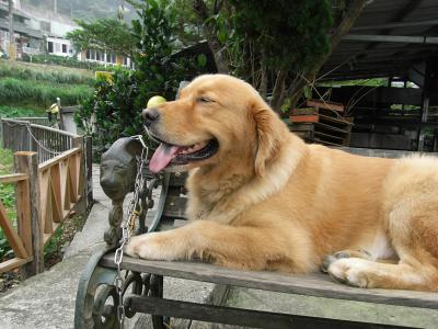 4泊5日・はじめての台北★龍山寺・猫空でお茶…がロープウェイが故障中？！★