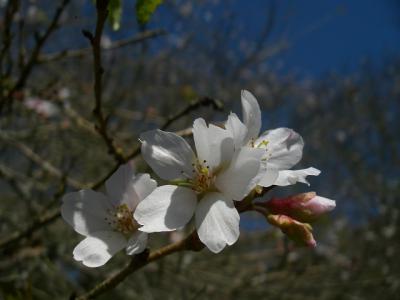 11月の桜探し（真岡市・根本山自然観察センター　シキザクラ）