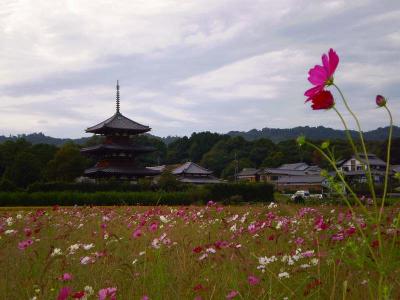 コスモス咲く斑鳩の里　法起寺へ