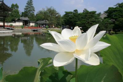 夏の京都　-宇治-