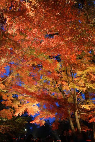 山中湖の紅葉とライトアップ