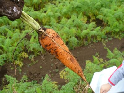 大栄で野菜の収穫