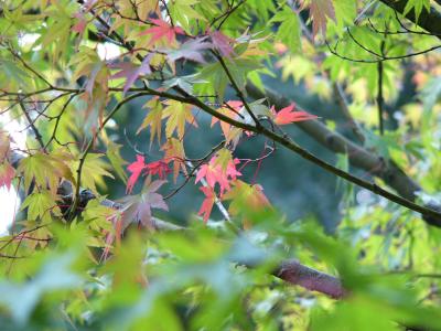 しっとりと秋深まる「芹が谷公園」