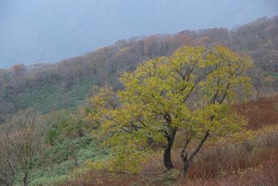 紅葉が始まった伊吹山へ