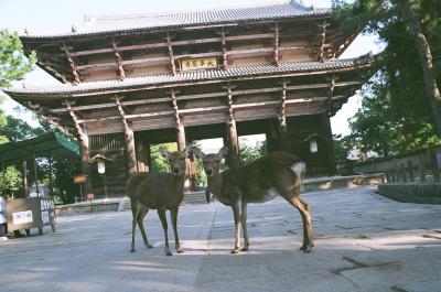 興福寺・南円堂特別拝観に行ってきました