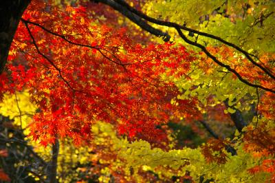 紅葉の東北～みちのく女一人旅?　田沢湖・田沢高原温泉編～