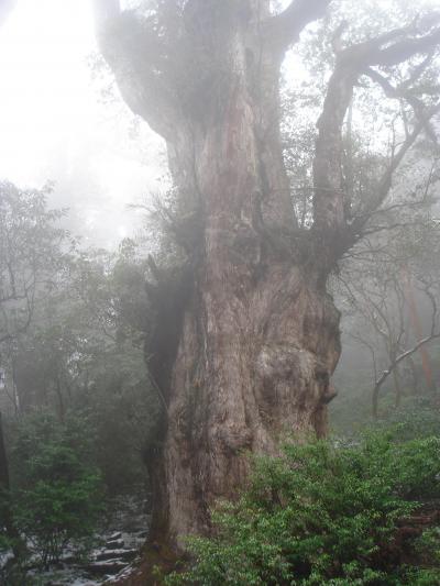 雨の屋久島