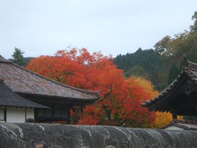 岡山・紅葉祭り　