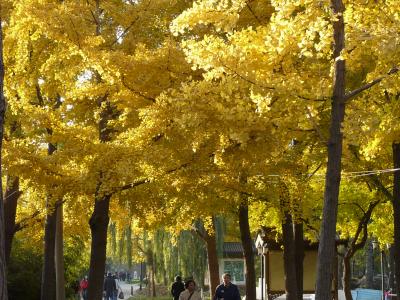 北京で一番美しい紅葉・日壇公園と光華路