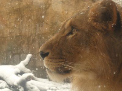 Asahiyama Zoo