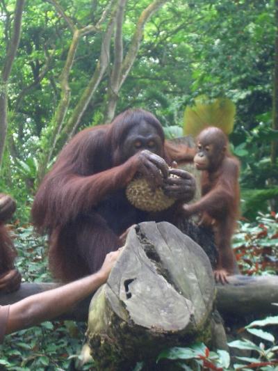 新婚旅行?シンガポール