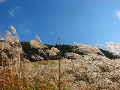 すすきの美しい箱根　仙石原