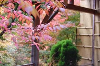 露天風呂の紅葉
