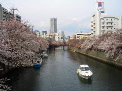 桜花咲く陰で横浜大空襲の痕跡を見る ～ミステリーゾーンを訪ね～