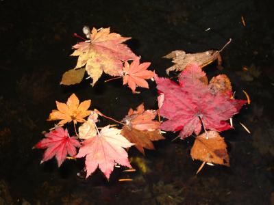 紅葉を観にいこうよー