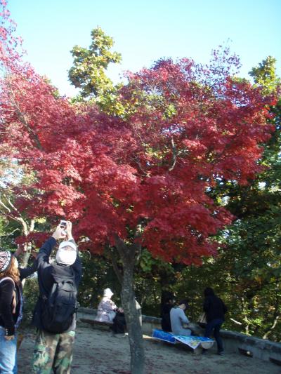 高尾山…　住んでいるのは天狗か河童か？　