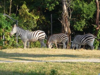 天王寺動物園(2)エランド~ライオン@奇跡の1枚