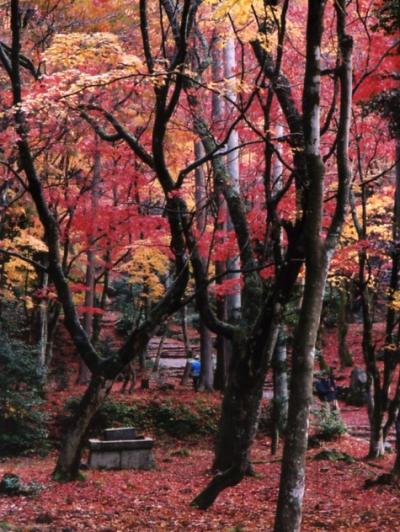 滋賀県鶏足寺の紅葉