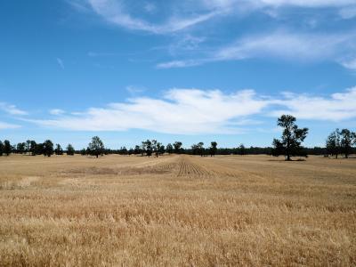 ビクトリア州、酪農の街、コブラム(Cobram) & エチューカ(Echuca)