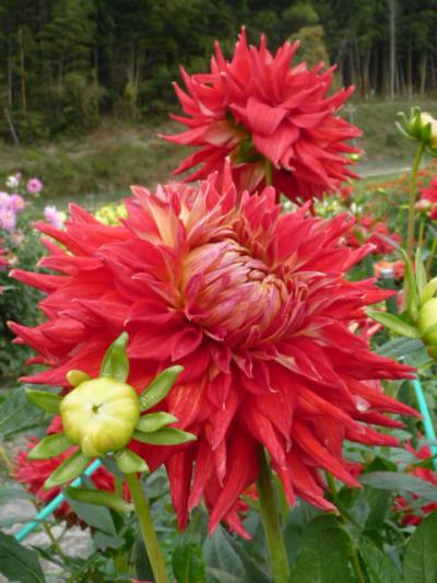 川西市黒川ダリヤ園【2】もらったタネからどんな花が咲くのだろうか