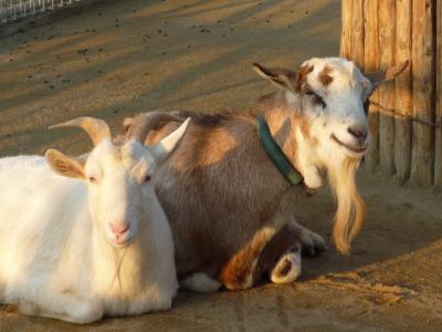 天王寺動物園(4)ひつじ~通天閣前