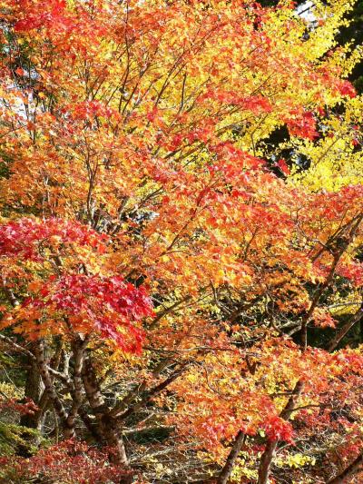 日本の旅　関西を歩く　高野山・奥の院、見頃の紅葉