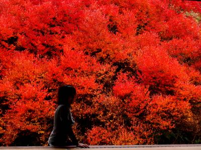 小さな街・小さな旅：但馬安国寺に紅の中の赤を楽しむ