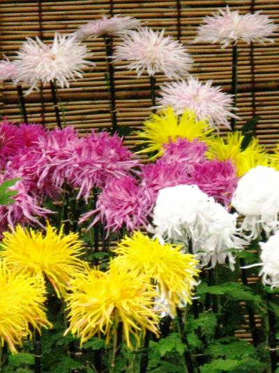 くらしの植物苑で｢伝統の古典菊｣を鑑賞して ☆菊の品種・展示法