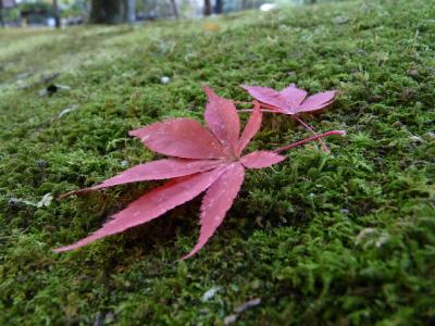 奈良公園、紅葉踏み分け・・・
