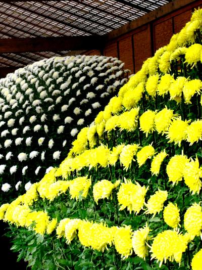 菊花壇みごろ情報【11月8日】 : 新宿御苑 | 一般財団法人国民