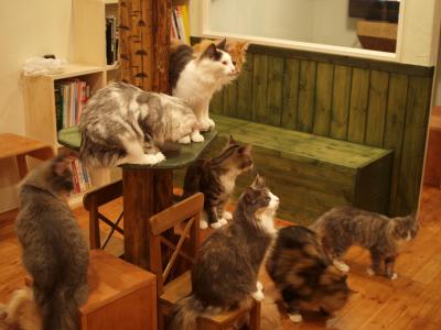 　第二訪　：　世田谷の森の猫たち