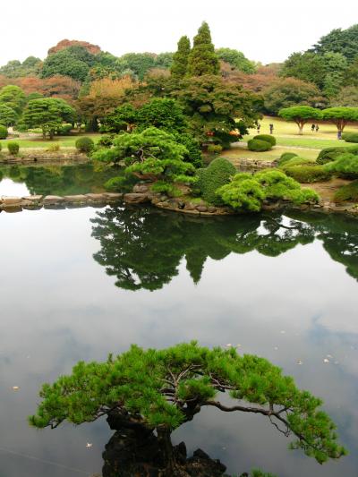 新宿御苑の秋花さがしと旧洋館 ☆十月桜・茶の木・ヒボケ