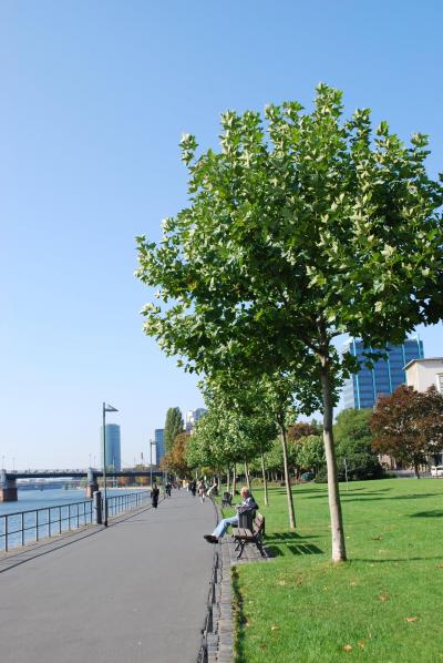 2008年欲張り夏休みヨーロッパ旅行8日目フランクフルトちょっとお散歩